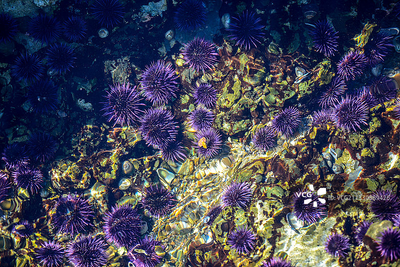 海胆，美国，加利福尼亚，1号公路，罗伯斯角保护区图片素材