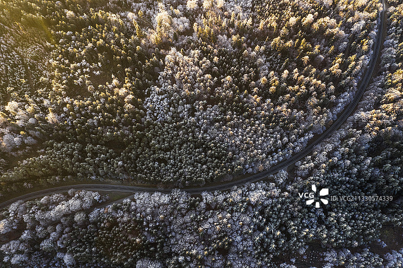 德国巴特格里斯巴赫：冬季森林中树木间的道路航拍图片素材