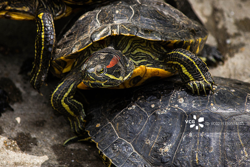 岩石上的乌龟壳特写，伏伊伏丁那，塞尔维亚图片素材