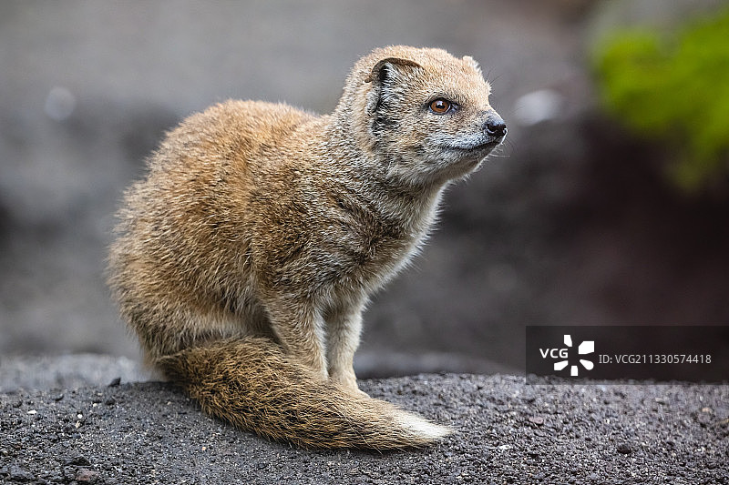 坐在岩石上向远处看的猫鼬特写图片素材