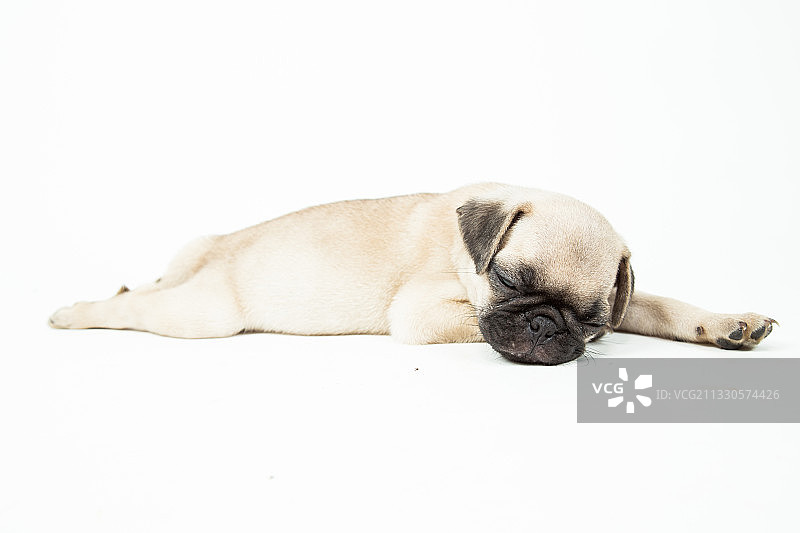 墨西哥，白色背景上睡觉的哈巴狗特写图片素材