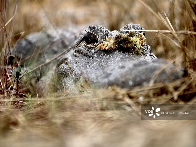 美国佛罗里达大沼泽地田野青蛙特写图片素材