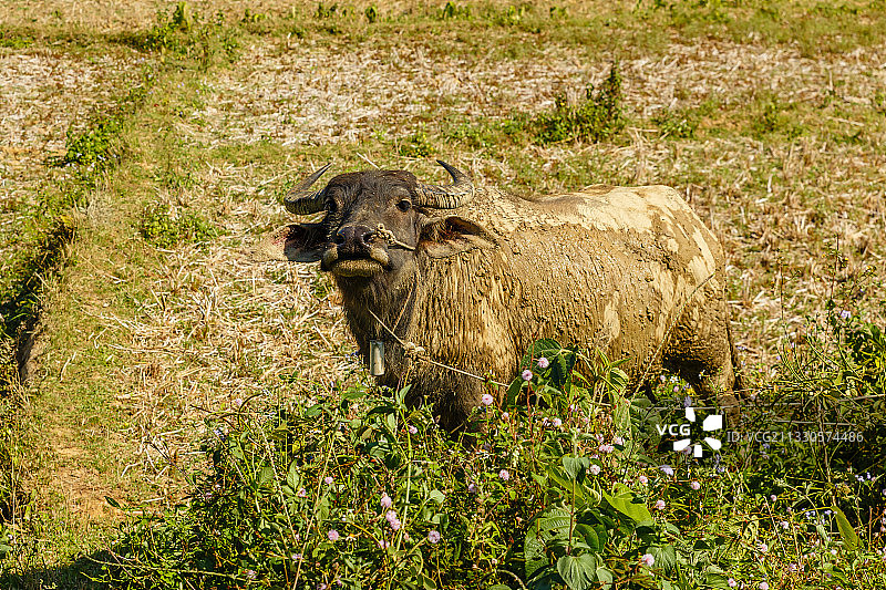 站立在田野上的野牛肖像图片素材