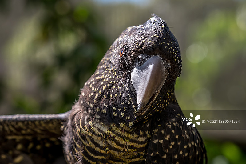澳大利亚昆士兰州凯恩斯户外栖息的鹦鹉特写图片素材