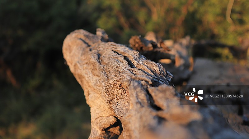 树干的特写图片素材