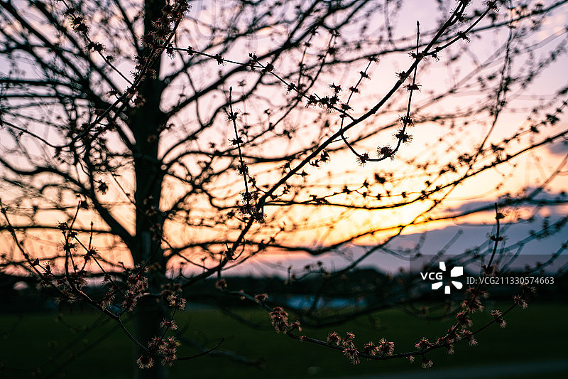加拿大日落时分裸树的轮廓图片素材