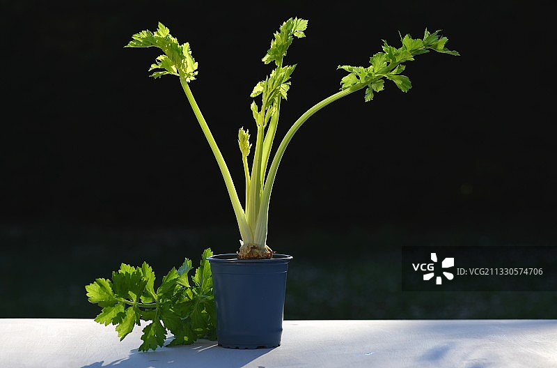 黑色背景桌子上的盆栽特写，法国巴黎图片素材