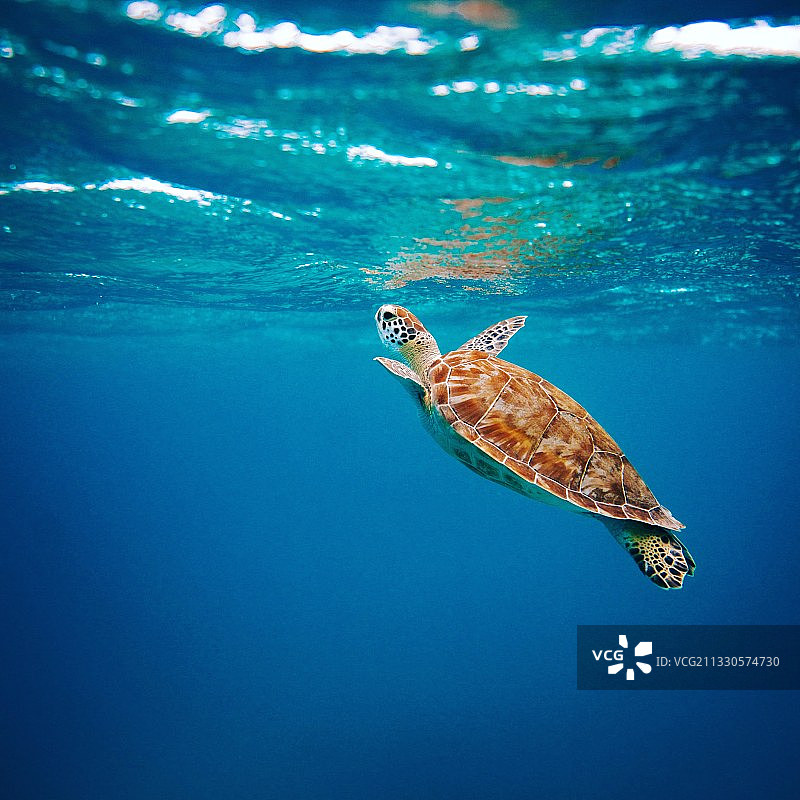马尔代夫海中游泳的绿海龟特写图片素材