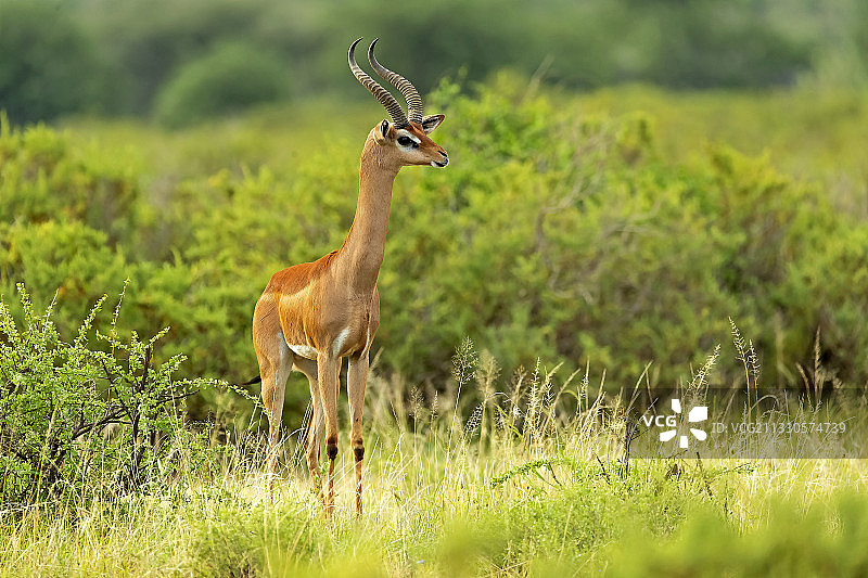 肯尼亚桑布鲁国家保护区草地上的鹿侧面图片素材