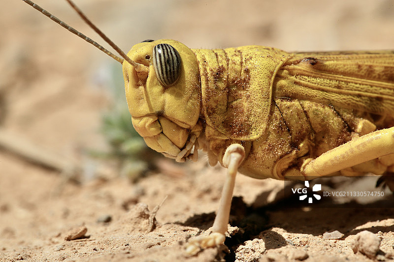 植物上昆虫的特写，约旦阿兹拉克图片素材