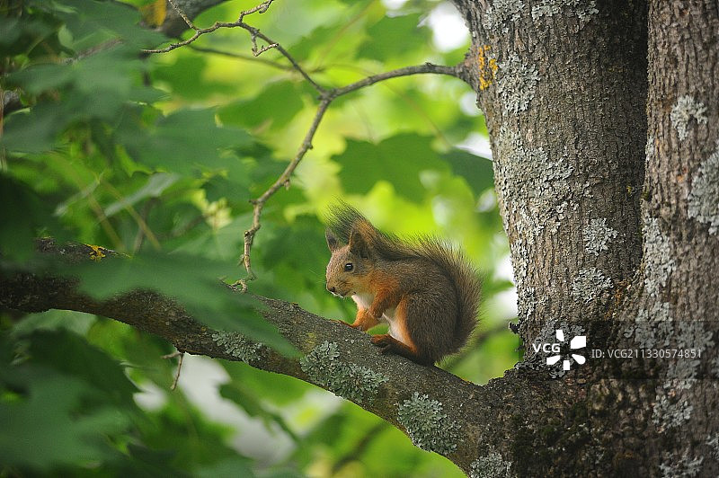 低角度视图的松鼠在树上图片素材