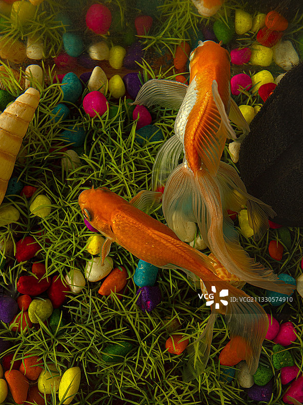 在海中游动的兰寿金鱼特写图片素材