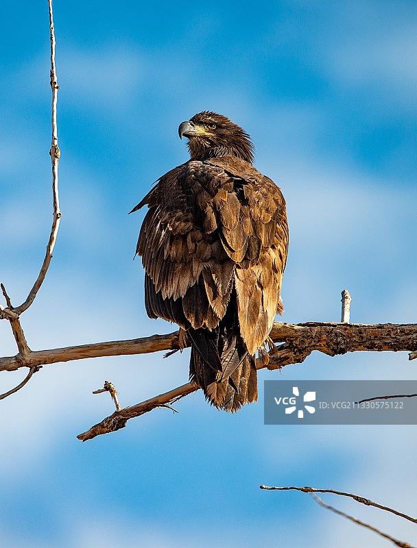 低角度仰视栖息在树枝上的秃鹰图片素材
