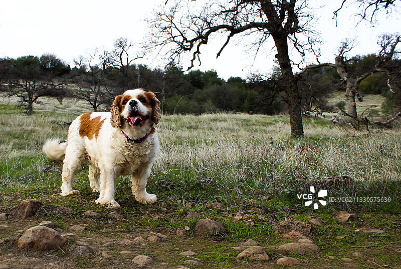 查理士王小猎犬站在田野上，以天空为背景图片素材