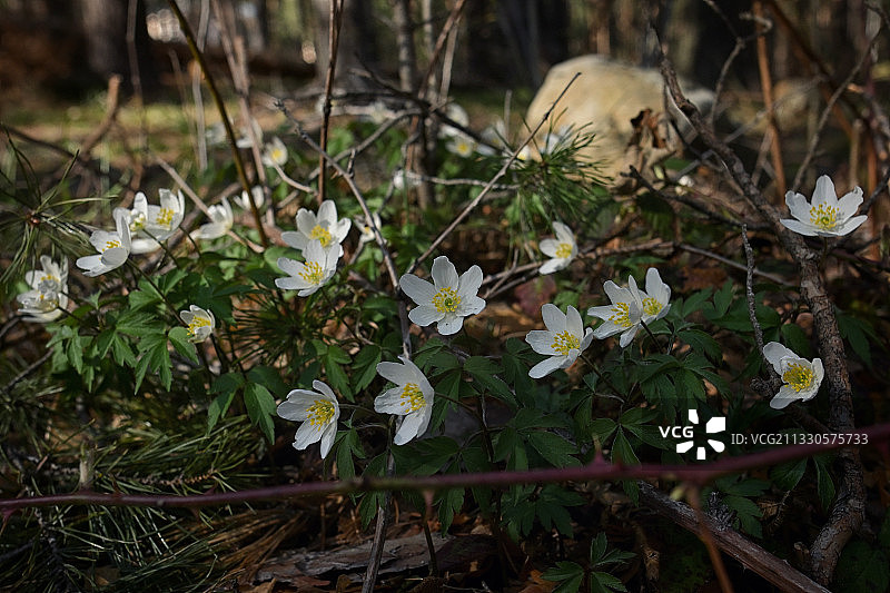 田野上白色开花植物的高角度视图图片素材