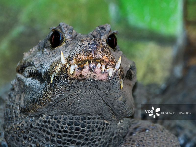 湖中鳄鱼特写图片素材