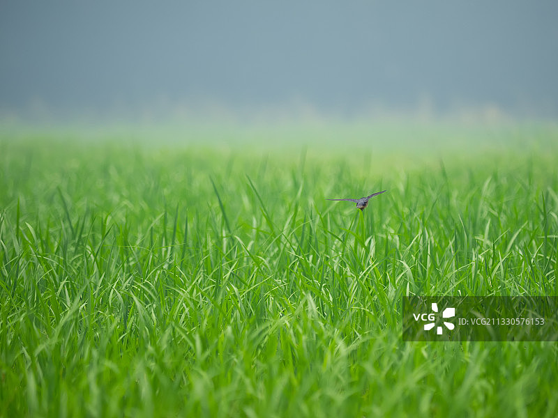 田野里草的特写图片素材
