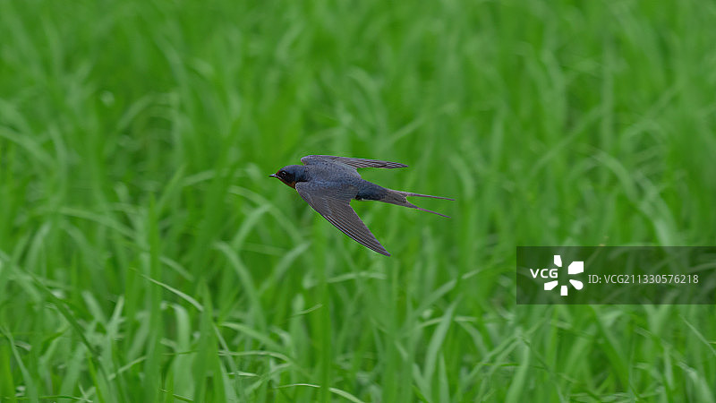 猛禽飞过草地的特写图片素材