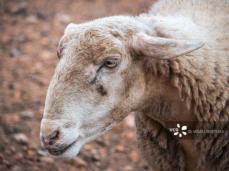 西班牙巴利阿里群岛田野上的绵羊特写图片素材