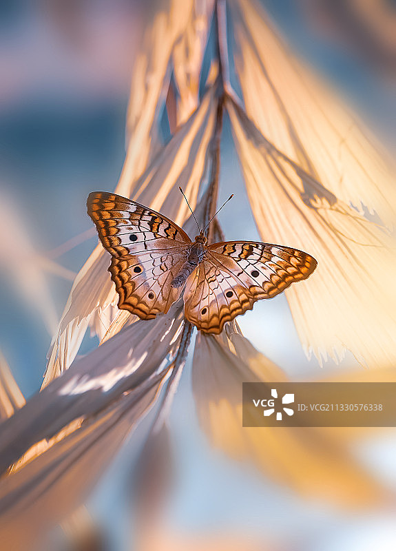 植物上的蝴蝶特写图片素材