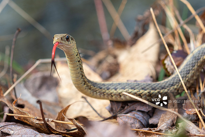 条纹袜带蛇在田野上的特写图片素材