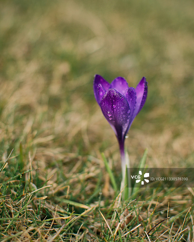 加拿大安大略省霍尔顿山紫色番红花特写图片素材