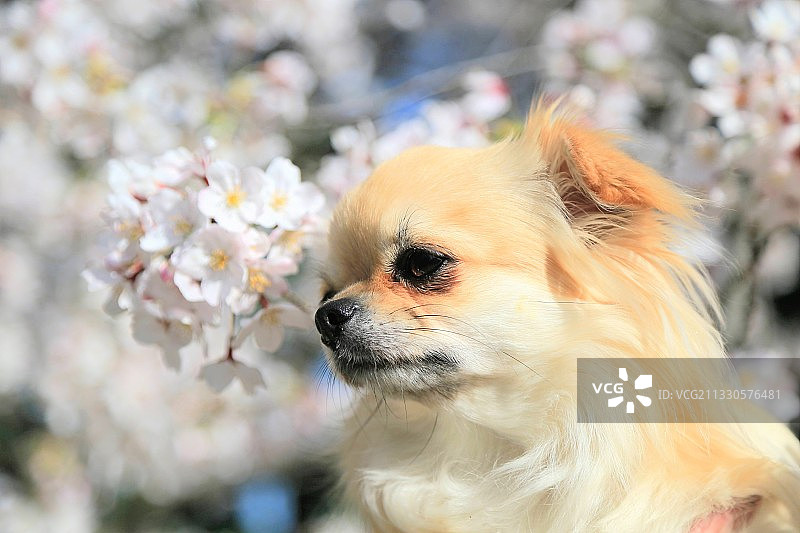 吉娃娃犬回眸特写图片素材
