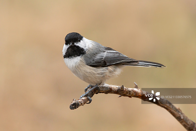 加拿大树枝上栖息的山雀特写图片素材