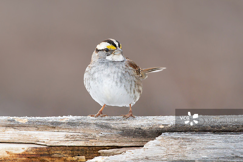 歌带鹀栖息在木头上的特写，加拿大多伦多图片素材