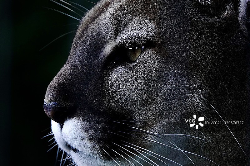 黑猫特写图片素材