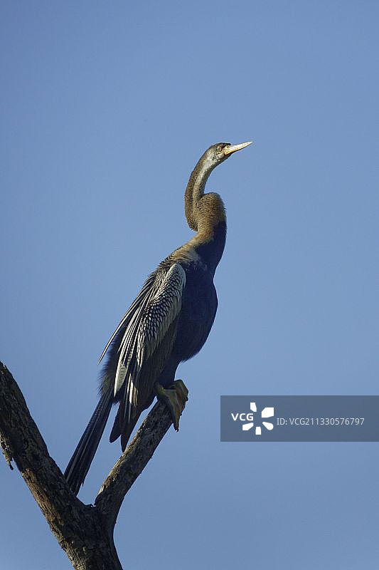 低角度拍摄的非洲蛇鹈栖息在树枝上，背景是晴朗的蓝天图片素材
