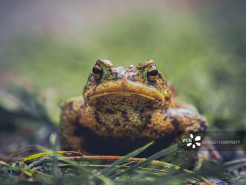德国布格多夫田野上的青蛙特写图片素材