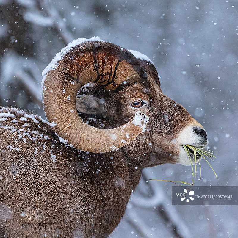 冬季的鹿特写图片素材