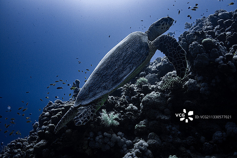 热带鱼在海中畅游的仰视角度照片图片素材