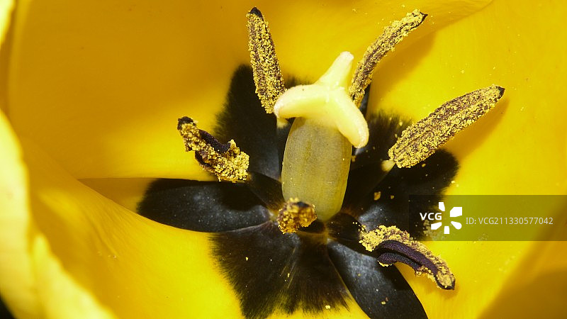 黄花的特写图片素材