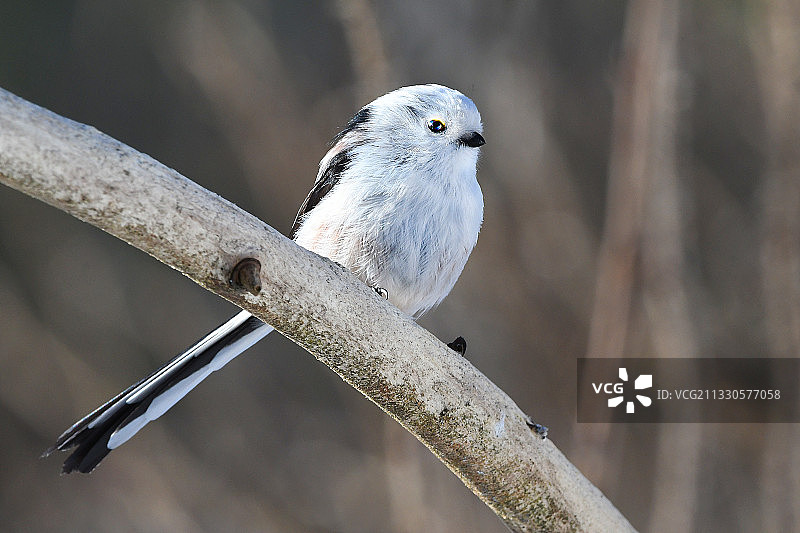 芬兰栖息在树枝上的山雀特写图片素材