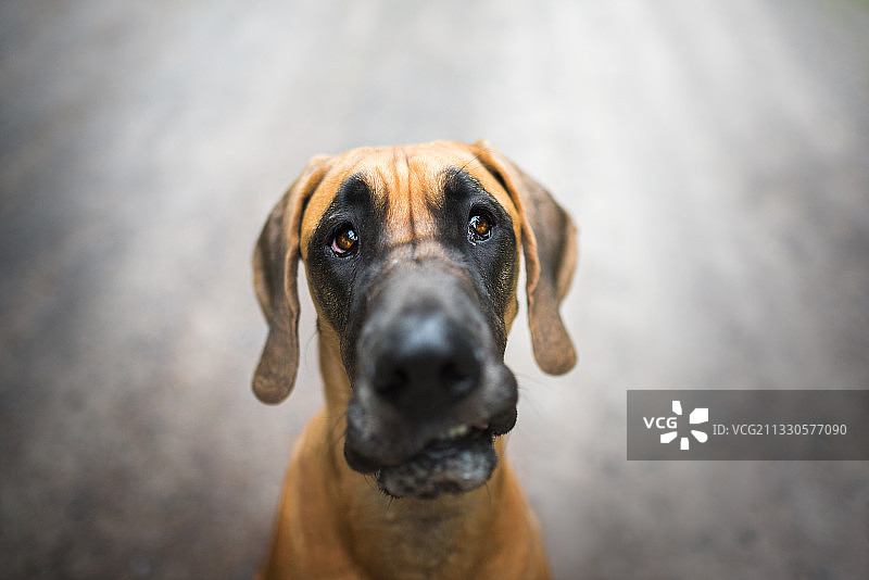 大丹犬特写图片素材