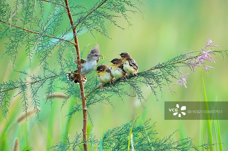 嗷嗷待哺的棕扇尾莺Cisticola juncidis图片素材