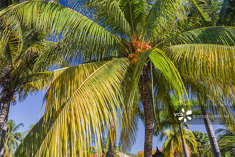 低角度拍摄天空下的棕榈树，古巴图片素材