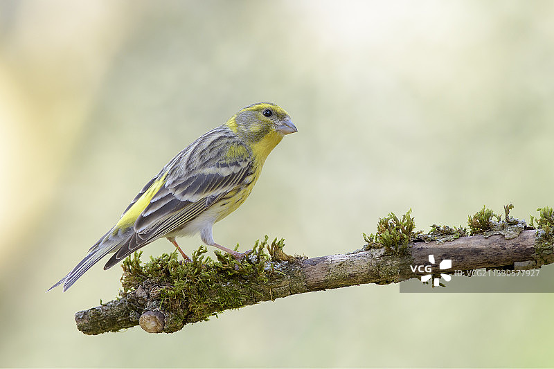 栖息在树枝上的鸣禽黄雀特写，意大利巴尔拉西纳图片素材