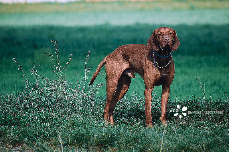意大利蒙扎德拉布里安萨，维兹拉在草地上奔跑的肖像图片素材