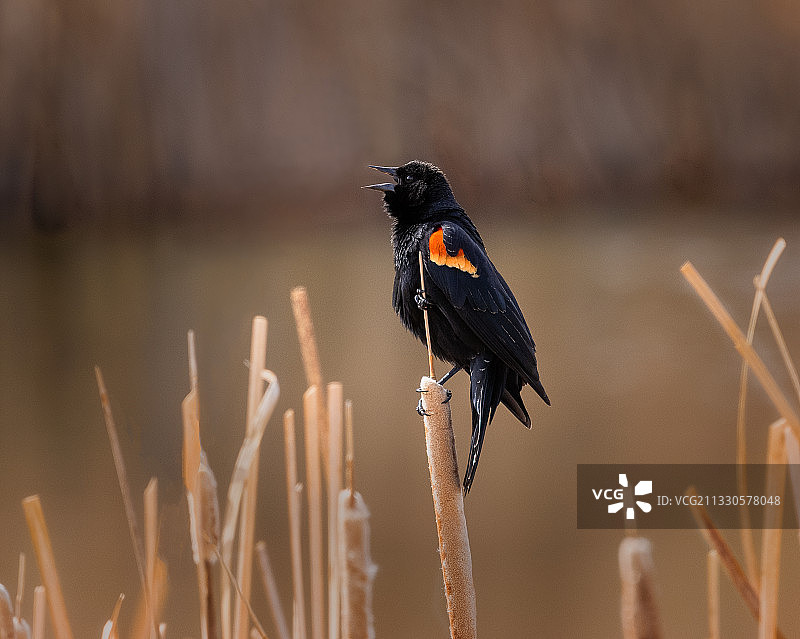 红色鸟类栖息于植物特写，加拿大马尼托巴省温尼伯图片素材