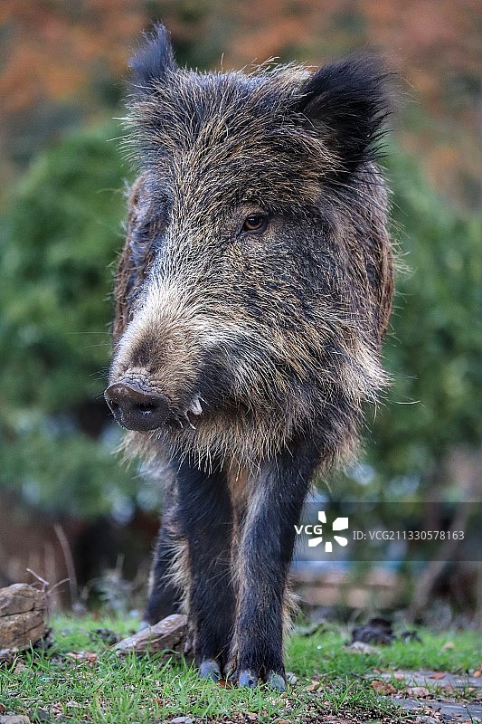 野战兔子的特写图片素材