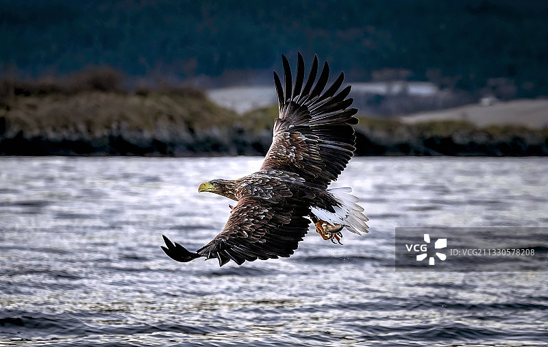 挪威雷克达尔海面上空飞翔的秃鹰特写图片素材