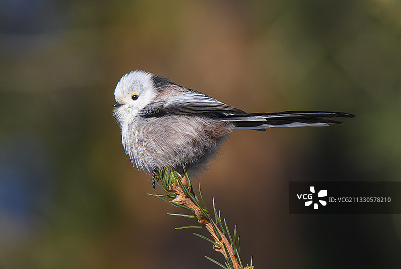 鸣山雀栖息在植物上的特写图片素材