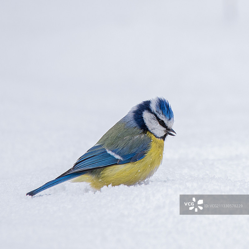 蓝山雀栖息在雪地上的特写，俄罗斯图片素材