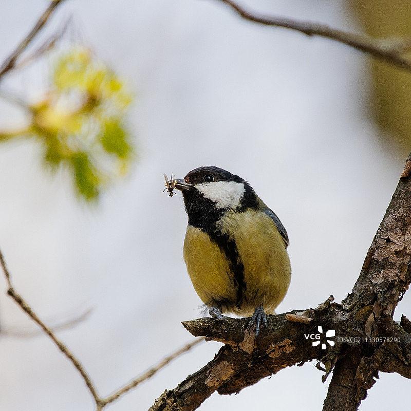 栖息在树枝上的山雀特写，俄罗斯图片素材