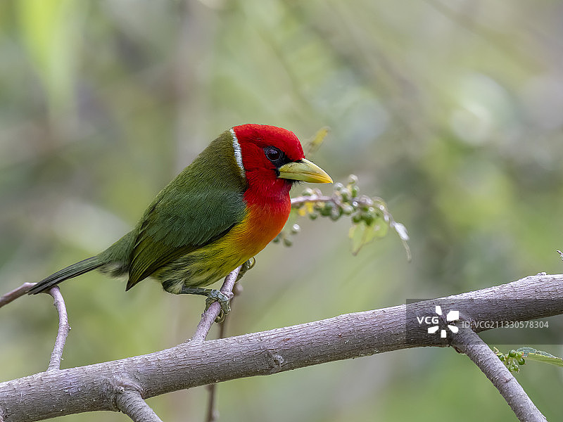 热带须鴷栖息在树枝上，布劳略卡里略国家公园，哥斯达黎加图片素材