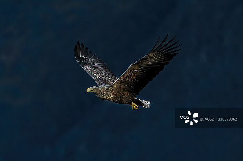 低角度拍摄：秃鹰在挪威雷克达尔的天空中飞翔图片素材