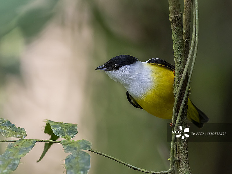 鸣禽栖息在树枝上特写，哥斯达黎加埃雷迪亚图片素材